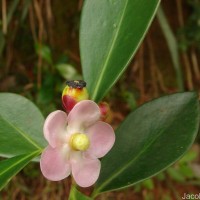 Clusia rosea Jacq.